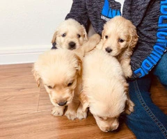 4 boys Golden retrievers puppies - 2