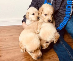4 boys Golden retrievers puppies - 3