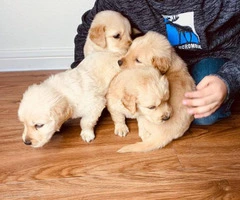 4 boys Golden retrievers puppies - 4