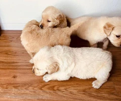 4 boys Golden retrievers puppies - 5