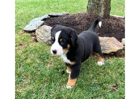 Adorable 8 weeks old Greater Swiss Mountain Puppies