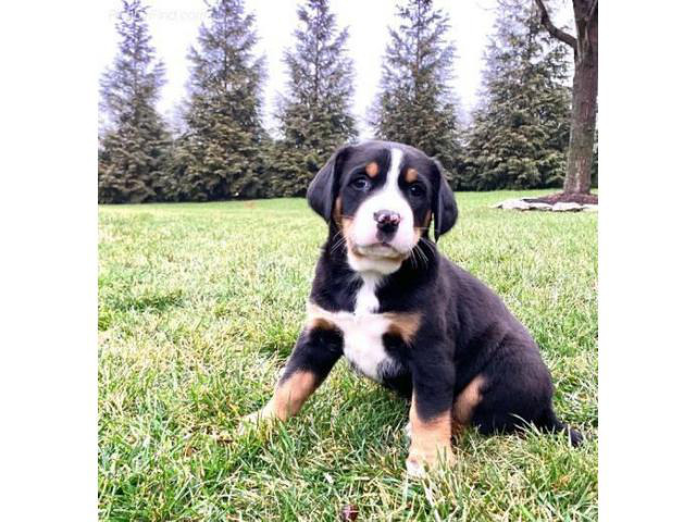 Adorable 8 weeks old Greater Swiss Mountain Puppies in ...