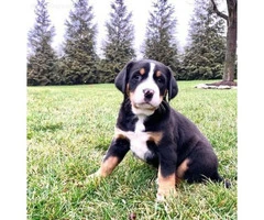 Adorable 8 weeks old Greater Swiss Mountain Puppies - 3