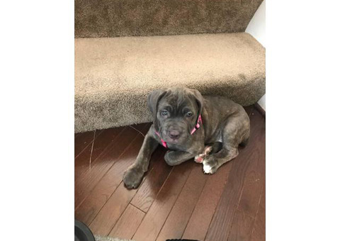 11 week old female Cane Corso puppy with blue eyes