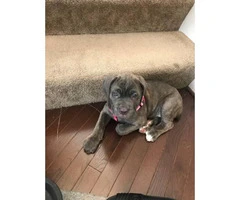 11 week old female Cane Corso puppy with blue eyes - 1