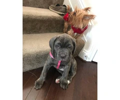 11 week old female Cane Corso puppy with blue eyes - 2