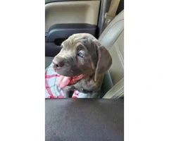11 week old female Cane Corso puppy with blue eyes - 5