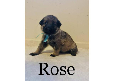 Fullblooded German Shepherd puppies for adoption