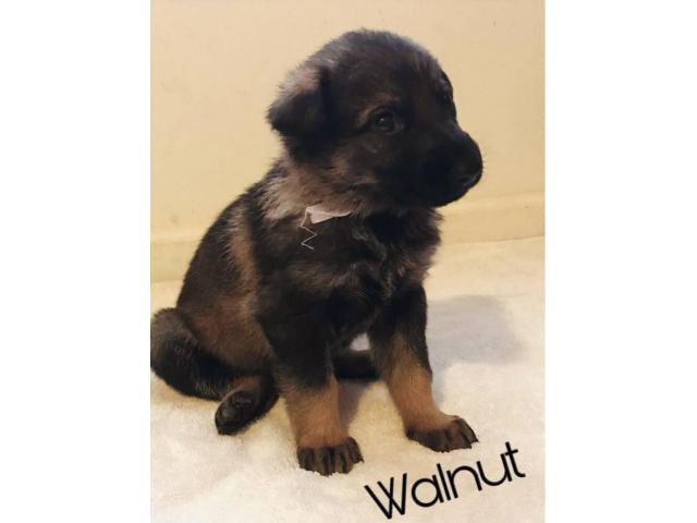 Fullblooded German Shepherd puppies for adoption in Dayton ...