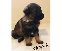 Fullblooded German Shepherd puppies for adoption - 6