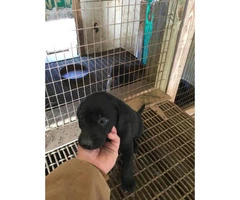 Lab Puppies 3 females and 1 male left