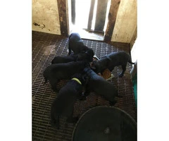 Lab Puppies 3 females and 1 male left - 3
