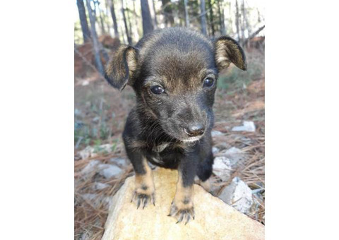 One male Chiweenie puppy Available for rehoming