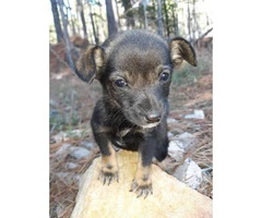 One male Chiweenie puppy Available for rehoming