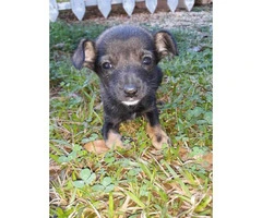 One male Chiweenie puppy Available for rehoming - 3
