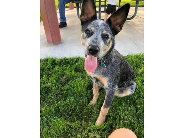 toy blue heeler puppies for sale
