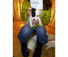 2 purebred Jack Russell Puppies for adoption