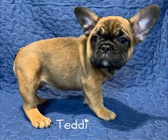 5 French Bulldog Puppies for sale