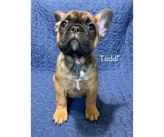 5 French Bulldog Puppies for sale - 2