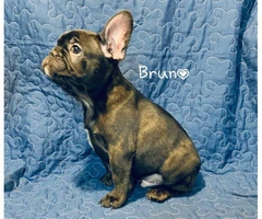 5 French Bulldog Puppies for sale - 4