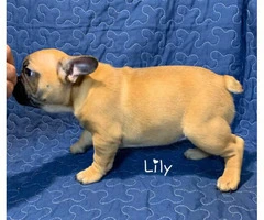 5 French Bulldog Puppies for sale - 5