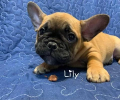 5 French Bulldog Puppies for sale - 6