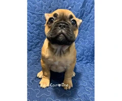 5 French Bulldog Puppies for sale - 7
