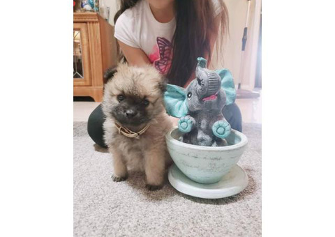 9 weeks old Pomeranian puppy for adoption