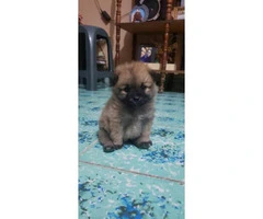 9 weeks old Pomeranian puppy for adoption - 2