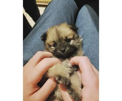9 weeks old Pomeranian puppy for adoption - 3
