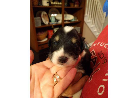 English Shepherd puppies nine girls, and four boys