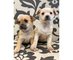2 brown and white female chihuahua puppies