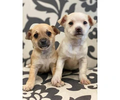 2 brown and white female chihuahua puppies - 2