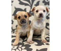 2 brown and white female chihuahua puppies - 3