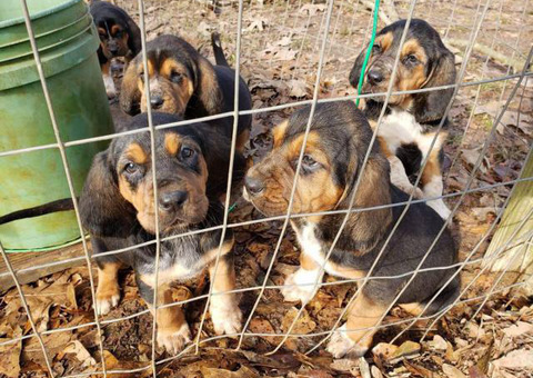 8-week-old Bloodhound puppies ready for new forever homes