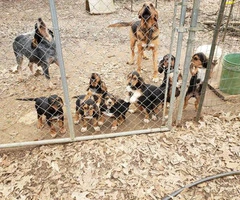 8-week-old Bloodhound puppies ready for new forever homes - 3
