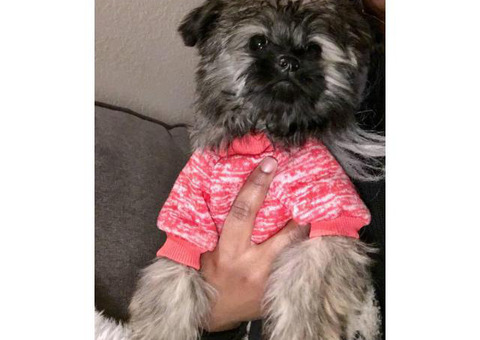 4 months old  female Shici puppy