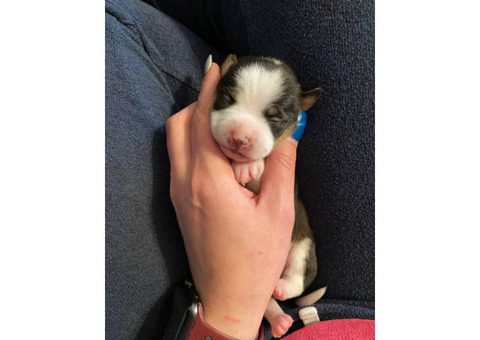 Three male chihuahua puppies