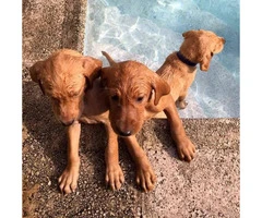 Red Lab puppies for sale