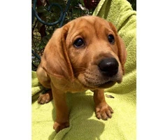 Red Lab puppies for sale - 2