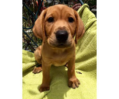 Red Lab Puppies For Sale In Tampa Florida Puppies For Sale Near Me