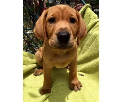 Red Lab puppies for sale - 3
