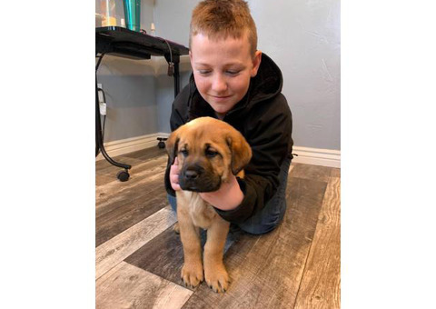 9 week old male boxador puppy need a new home
