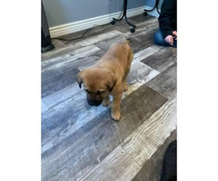 9 week old male boxador puppy need a new home - 3