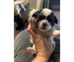 5 (Five) adorable shihtzu puppies for sale - 3