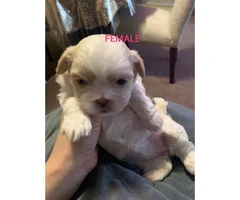 5 (Five) adorable shihtzu puppies for sale - 5