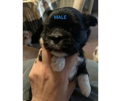 5 (Five) adorable shihtzu puppies for sale - 7