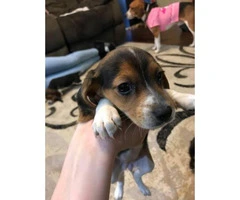 7-week-old Tricolor Beagle puppies - 1