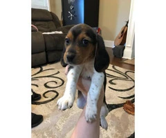 7-week-old Tricolor Beagle puppies - 3