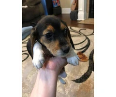 7-week-old Tricolor Beagle puppies - 4